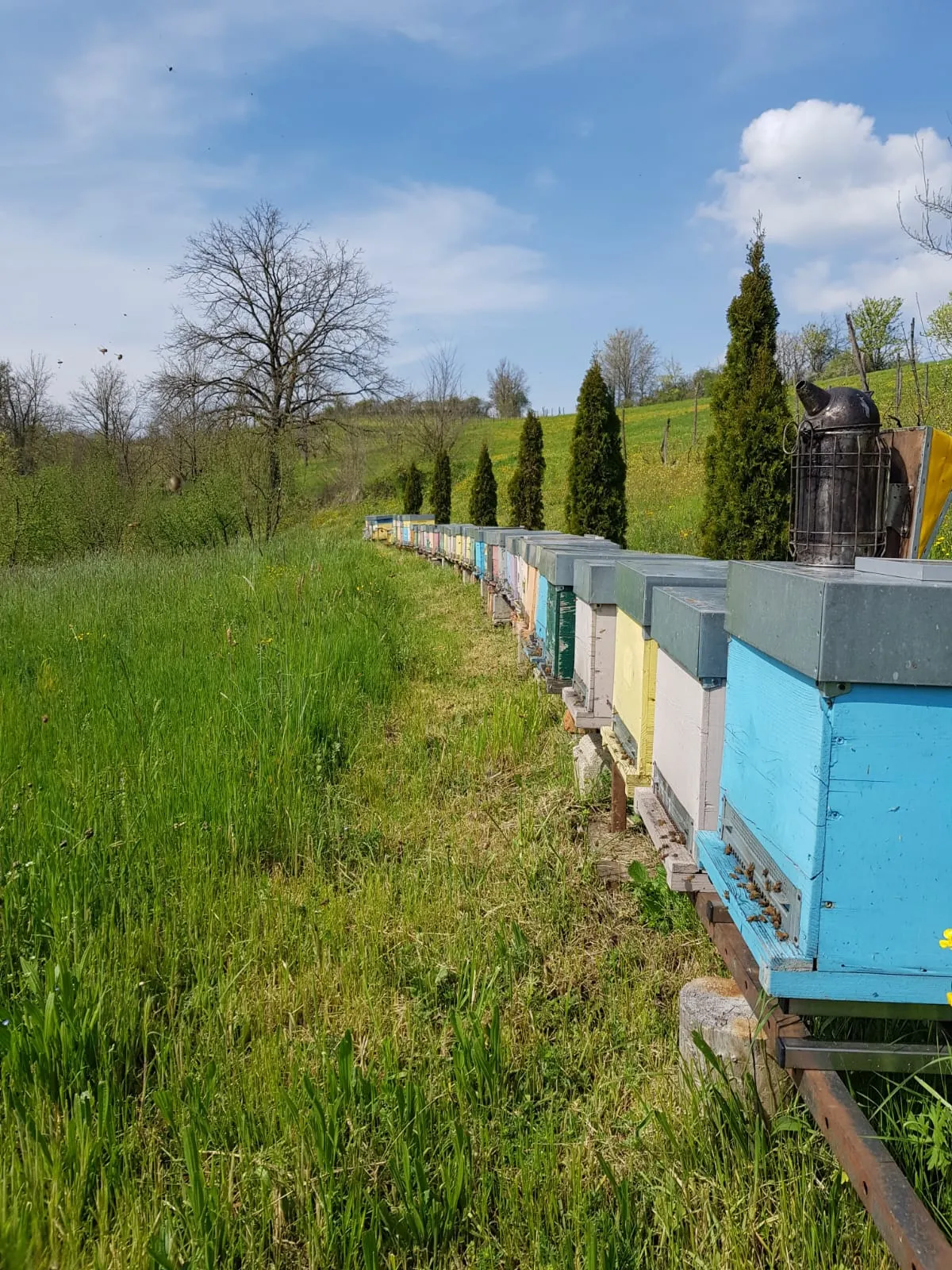 Api e miele dei nostri alveari in Piemonte