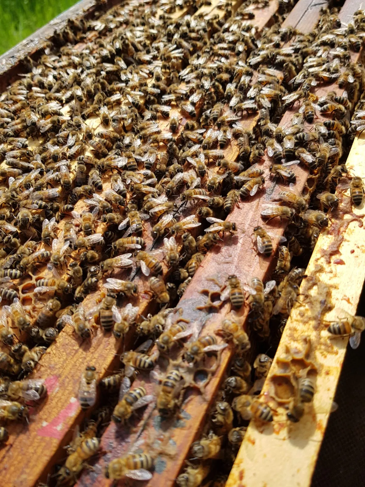 Produzione dell'idromele dall'alveare alla bottiglia
